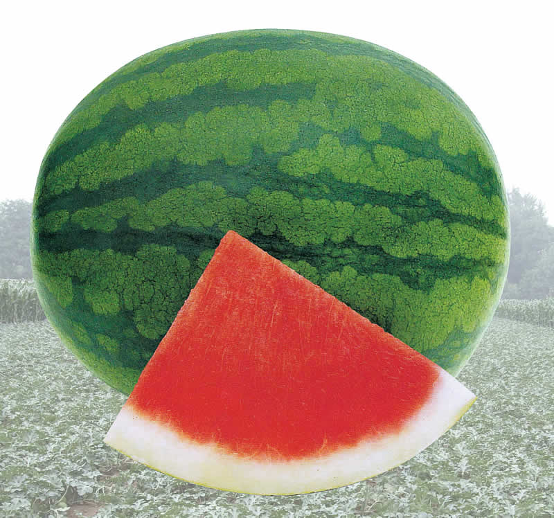 青農(nóng)新一號