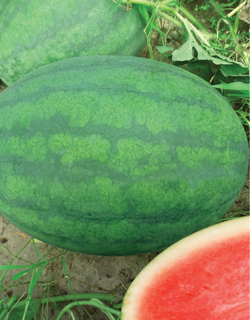 青農(nóng)新二號