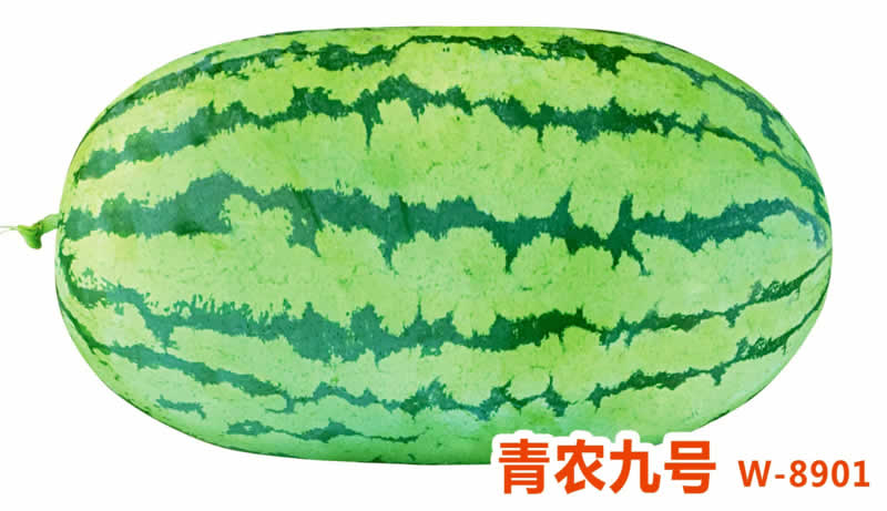 青農(nóng)九號